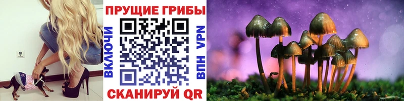 Псилоцибиновые грибы Psilocybe  купить закладку  Мичуринск 